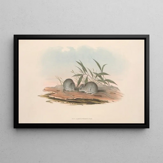John Gould - The mammals of Australia Pl127.webp