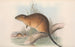 Les mammifères d'Australie Pl131 - John Gould — artwork view