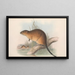 Les mammifères d'Australie Pl131 - John Gould — framed artwork on a wall