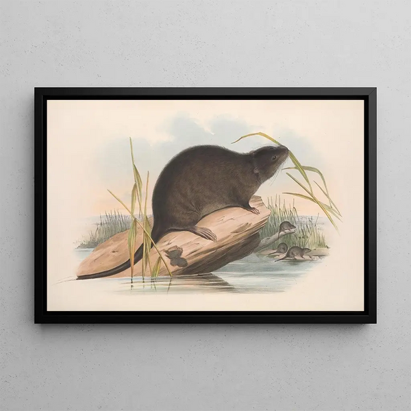 Les Mammifères d'Australie Pl133 - John Gould — framed artwork on a wall