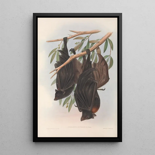 John Gould - The mammals of Australia Pl136.webp