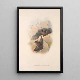 John Gould - The mammals of Australia Pl138.webp