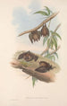 Los mamíferos de Australia Pl139 - John Gould — vista de la obra