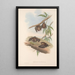 Los mamíferos de Australia Pl139 - John Gould — cuadro enmarcado en la pared