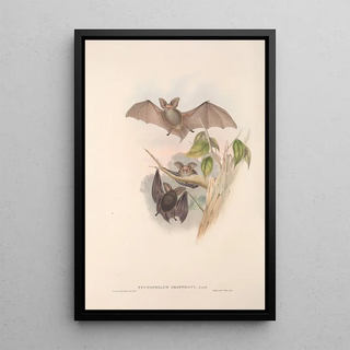 John Gould - The mammals of Australia Pl143.webp