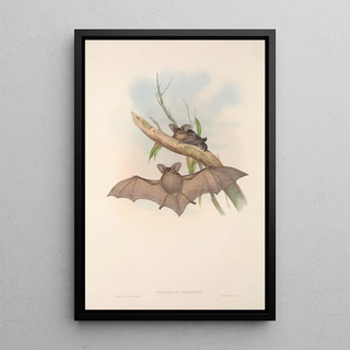 John Gould - The mammals of Australia Pl145.webp