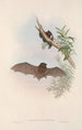 Los mamíferos de Australia Pl148 - John Gould — vista de la obra