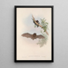 Los mamíferos de Australia Pl148 - John Gould — cuadro enmarcado en la pared