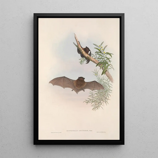 John Gould - The mammals of Australia Pl148.webp