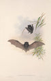 Los mamíferos de Australia Pl150 - John Gould — vista de la obra