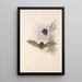 Los mamíferos de Australia Pl150 - John Gould — cuadro enmarcado en la pared