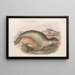 John Gould - The mammals of Australia Pl156.webp