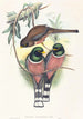 Trogan personatus - John Gould — cuadro enmarcado en la pared