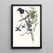 Urocissa magnirostris - John Gould — cuadro enmarcado en la pared