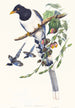 Urocissa magnirostris - John Gould — vista de la obra