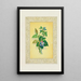 Ivy and Berries - John Henry Ingram — framed artwork on a wall