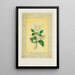 Jasmin et fleur de fraisier - John Henry Ingram — framed artwork on a wall