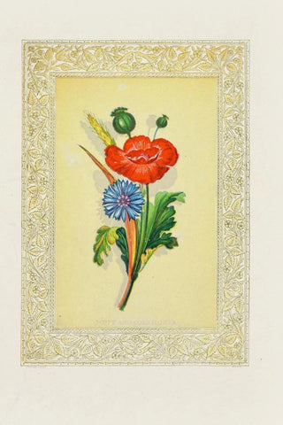 John Henry Ingram - Poppy and Cornflower.webp