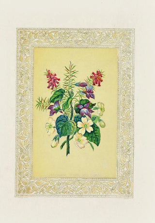 John Henry Ingram - Primroses Heath Violet.webp