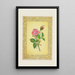 Rose - John Henry Ingram — cuadro enmarcado en la pared