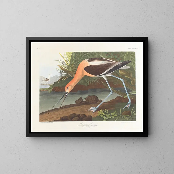 Young American Avocet in winter juvenile plumage - John James Audubon — framed artwork on a wall
