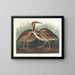 American Bufflehead Painting - John James Audubon — framed artwork on a wall
