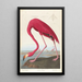 Flamante de América - John James Audubon — cuadro enmarcado en la pared
