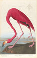 Flamante de América - John James Audubon — vista de la obra