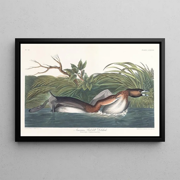 de Garza de pico multicolor de América - John James Audubon — cuadro enmarcado en la pared