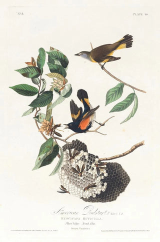 John James Audubon - American redstart.webp