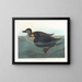 American Scoter Duck - John James Audubon — framed artwork on a wall