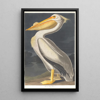 John James Audubon - American white pelican.webp