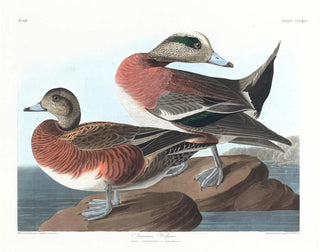 John James Audubon - American widgeon.webp