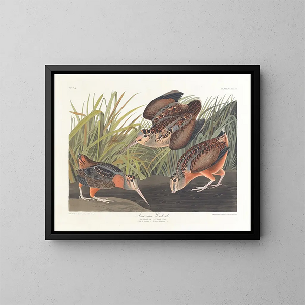 American Woodcock - John James Audubon — framed artwork on a wall