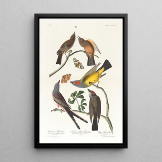 John James Audubon - Arkansaw flycatcher Swallowtailed flycatcher.webp