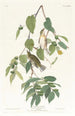 Parulina otoñal - John James Audubon — vista de la obra