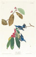 Paruline azurée - John James Audubon — vista de la obra