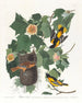 Oriole de Baltimore - John James Audubon — vista de la obra