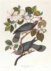 Pigeon à queue barrée - John James Audubon — vista de la obra