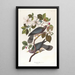 Pigeon à queue barrée - John James Audubon — cuadro enmarcado en la pared