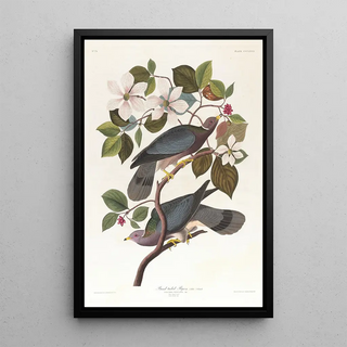 John James Audubon - Bandtailed pigeon.webp