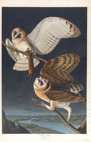 John James Audubon - Barn owl.webp