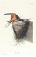 Rustic Swallow Painting - John James Audubon — artwork view