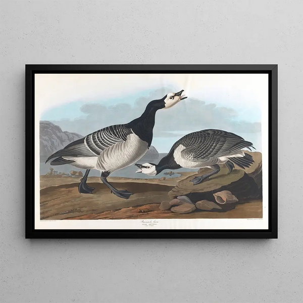 Snow Goose - John James Audubon — framed artwork on a wall