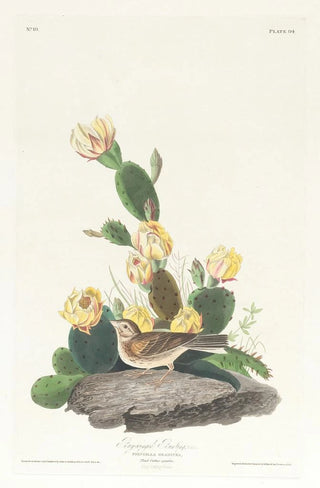 John James Audubon - Baywinged bunting.webp