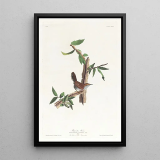 John James Audubon - Bewicks warbler.webp