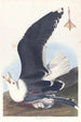 Gaviota con dorso negro - John James Audubon — vista de la obra