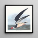 Rémora ou puffin - John James Audubon — framed artwork on a wall