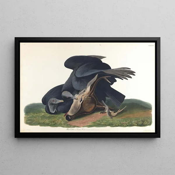Vautour noir ou corbeau commun - John James Audubon — framed artwork on a wall