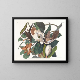 John James Audubon - Blackbilled cuckoo.webp